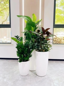 宁波江北花卉租赁设计，为你定制专属绿植盛宴